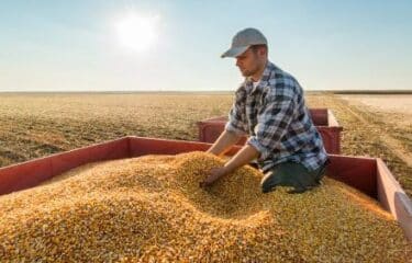 fazendeiro observando grãos de milho em um reboque de trator