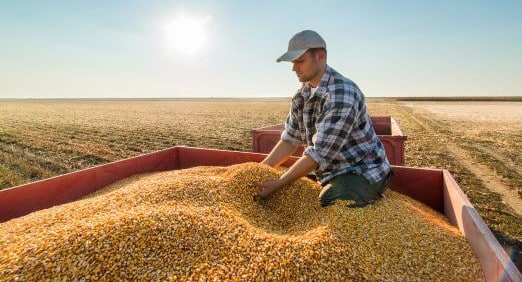 fazendeiro observando grãos de milho em um reboque de trator